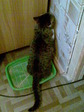 Котик