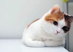 Котэ