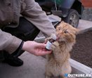 Кица из БК