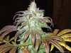 happyplant01