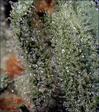 Bubba_Dutch01