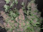 CharLie_Garcia_01