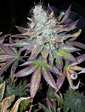 cannad_01