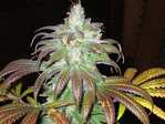 happyplant01