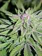BudPounder_02