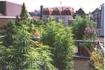 greenambasador01