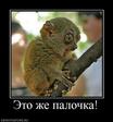 584017_eto-zhe-palochka.thumbnail