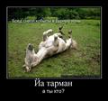 БСК