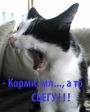 kormi