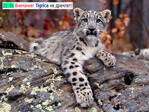 tigrica