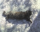 Кузька