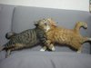 cat14