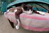 cat12