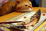 cat13