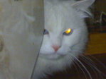 18032009474