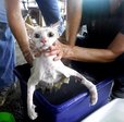 cat10