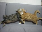 cat14
