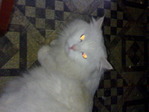 18032009476
