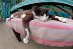 cat12
