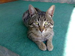Кот
