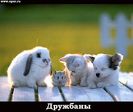 img_4481642_11_0