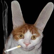 кот