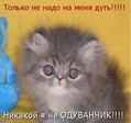 не одуванчик