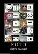 745834_k-o-t-e