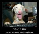 Прикол (2480)