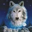 husky_2
