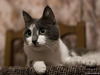 котик