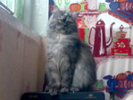 моя киса