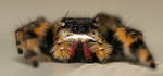 Phidippus.otiosus