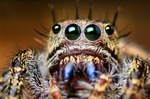 Jumping Spider