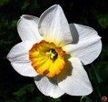 Narcissus_Macro-nergiz.jpg