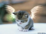 Cat angel