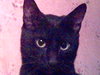 Моя котя