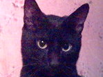 Моя котя