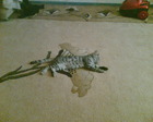Барсучина .... самый умный кот ))))