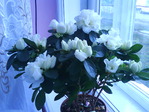 DSC01418