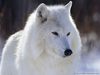 white_wolf17_1600х1200