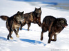 black_wolf100_1600x1200