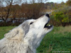 white_wolf84_1024x768