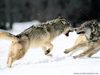 wolf3_1600x1200