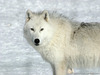 white_wolf98_1600х1200