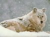 wolf26_1024x768