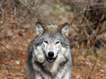 wolf64_1600x1200