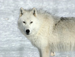 white_wolf98_1600х1200