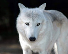 white_wolf68_1280x1024