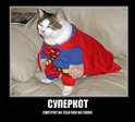 котяра